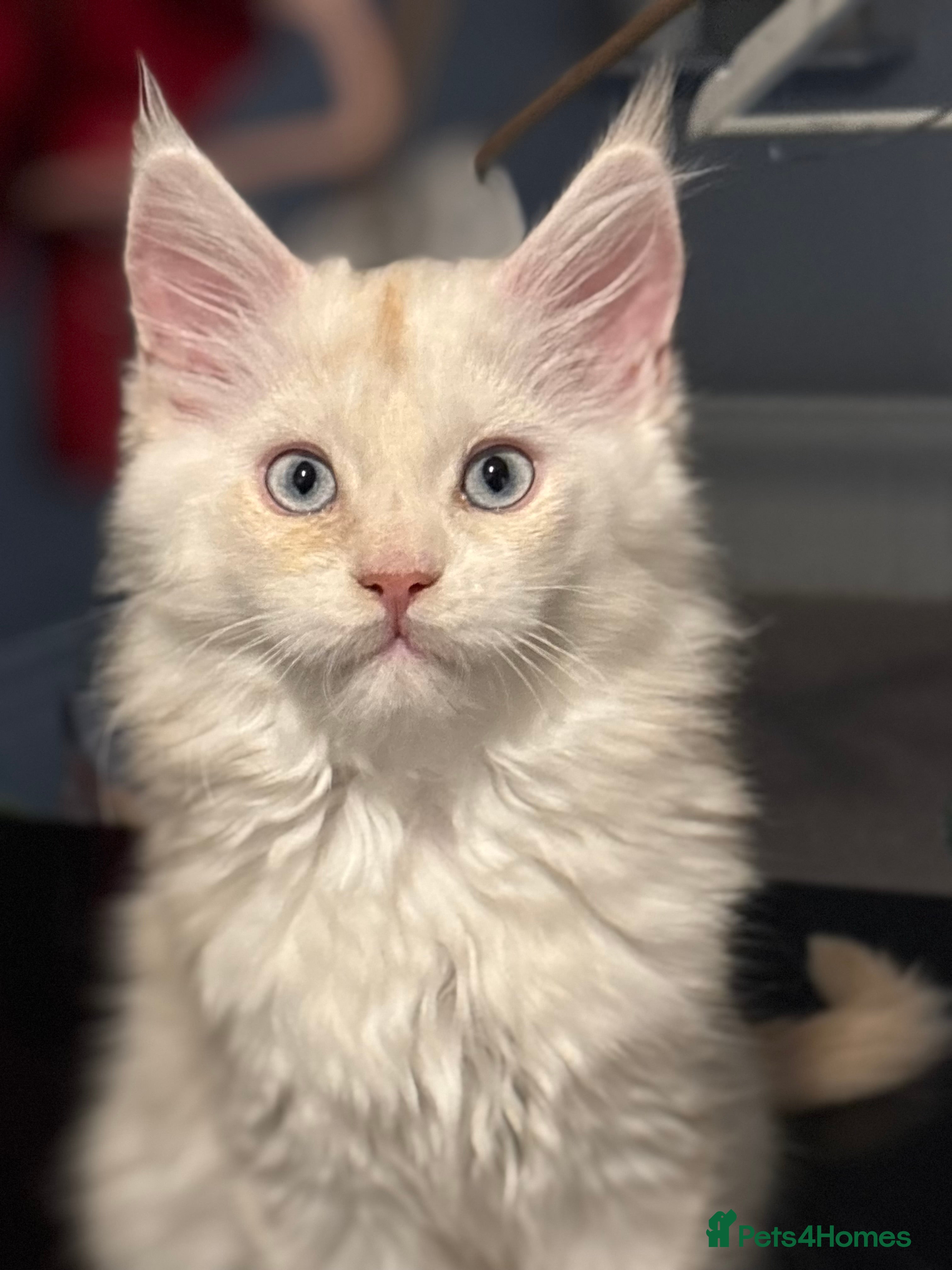 Maine Coon cats Maine Coon girl Blue eyes TICA - Advert 6