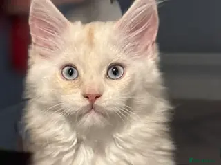 Maine Coon cats Maine Coon girl Blue eyes TICA - Advert 6