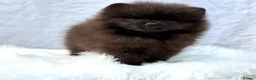 Pomeranian dogs for sale: ✨ Tiny Teddy Face Pomeranian Puppies 🐻✨ - Advert 19
