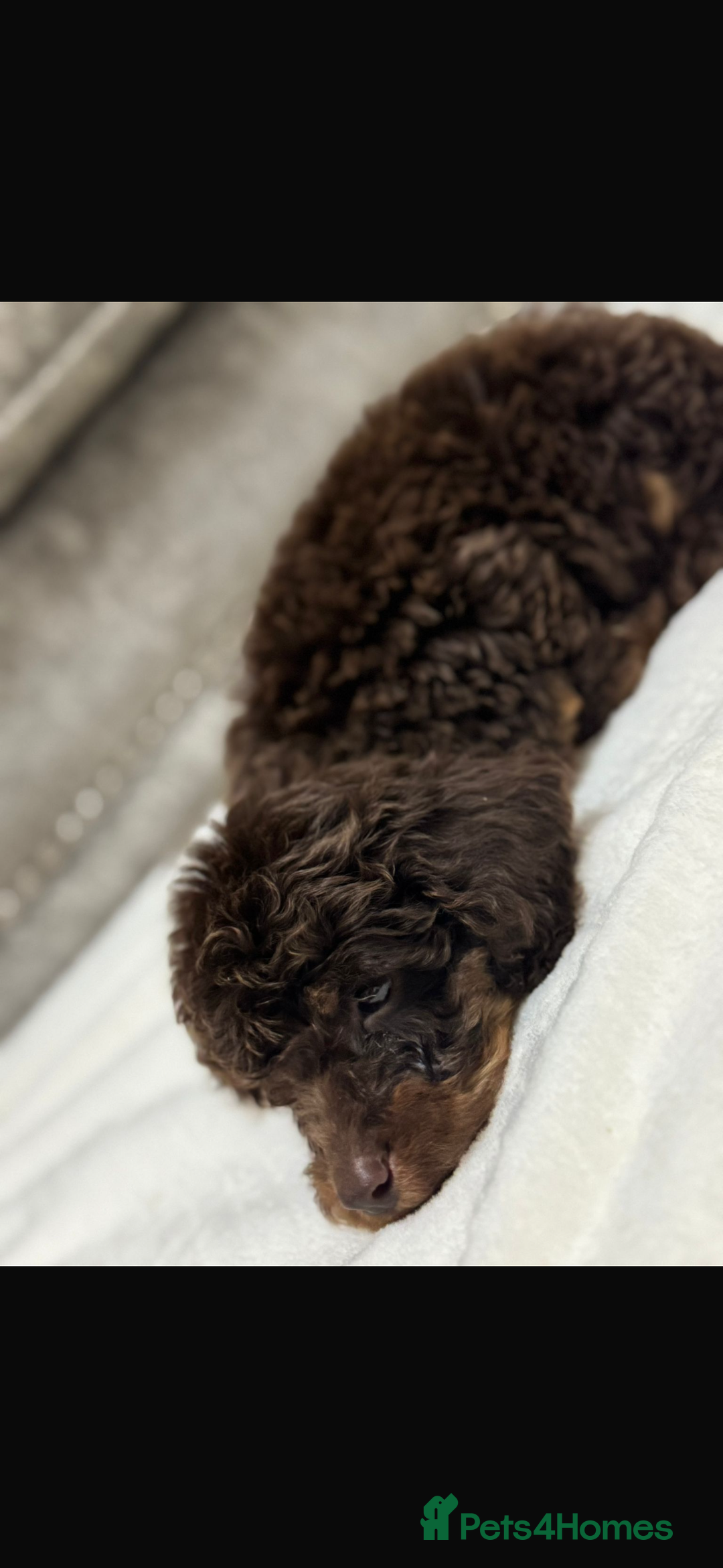 Cavapoo dogs for sale: 2 boys left looking for there forever homes - Image 9