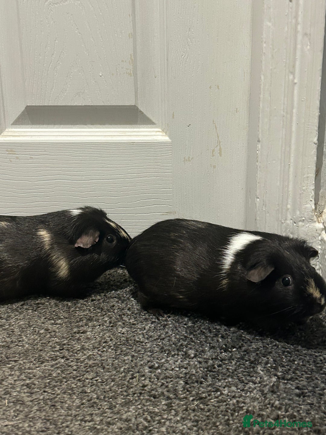Guinea Pig rodents for sale: 2 guinea pigs and full set up  - Advert 3