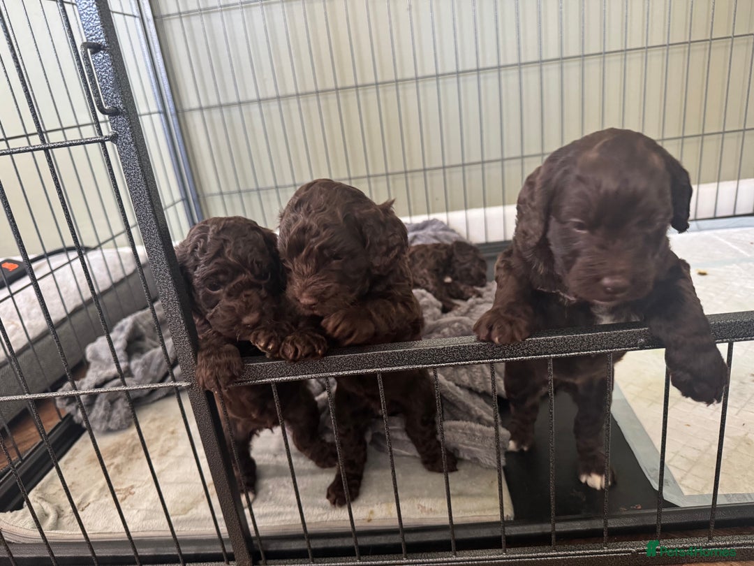 Cockapoo dogs for sale: Adorable chocolate cockapoos  - Image 12