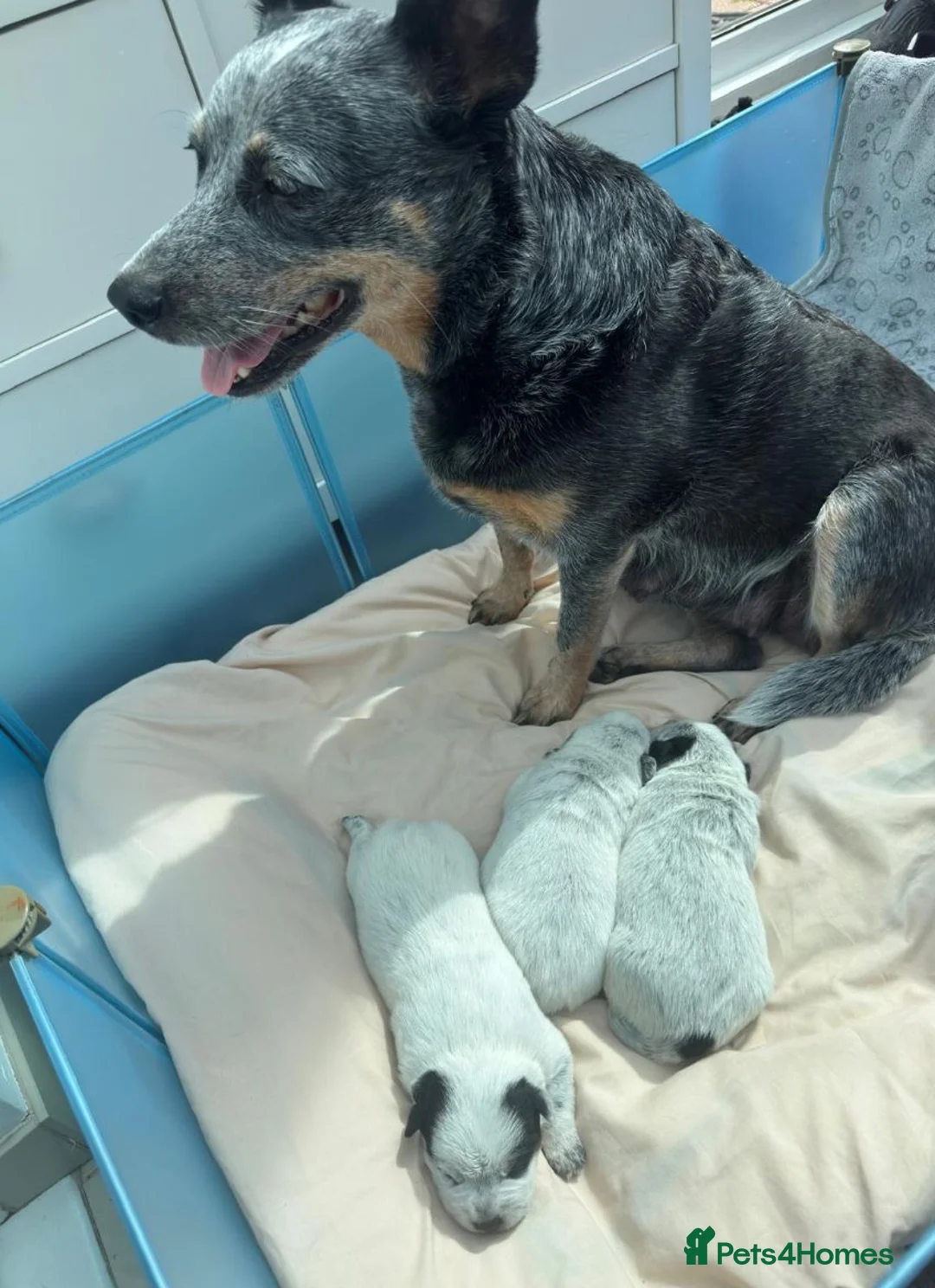 Australian Cattle Dog dogs for sale: 2 Beautiful Australian Cattle Dogs(1Male/1 Female) in Harlow - Advert 18