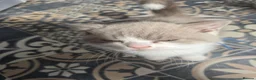 British Shorthair cats for sale:  british shorthairs ready now 2 boy 1 gril - Advert 8