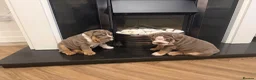 English Bulldog dogs for sale: 🐾 two females english Bulldog pups 🐾 - Advert 25