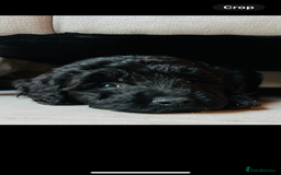 Pomapoo dogs for sale: Poodle X Pomeranian - Image 3