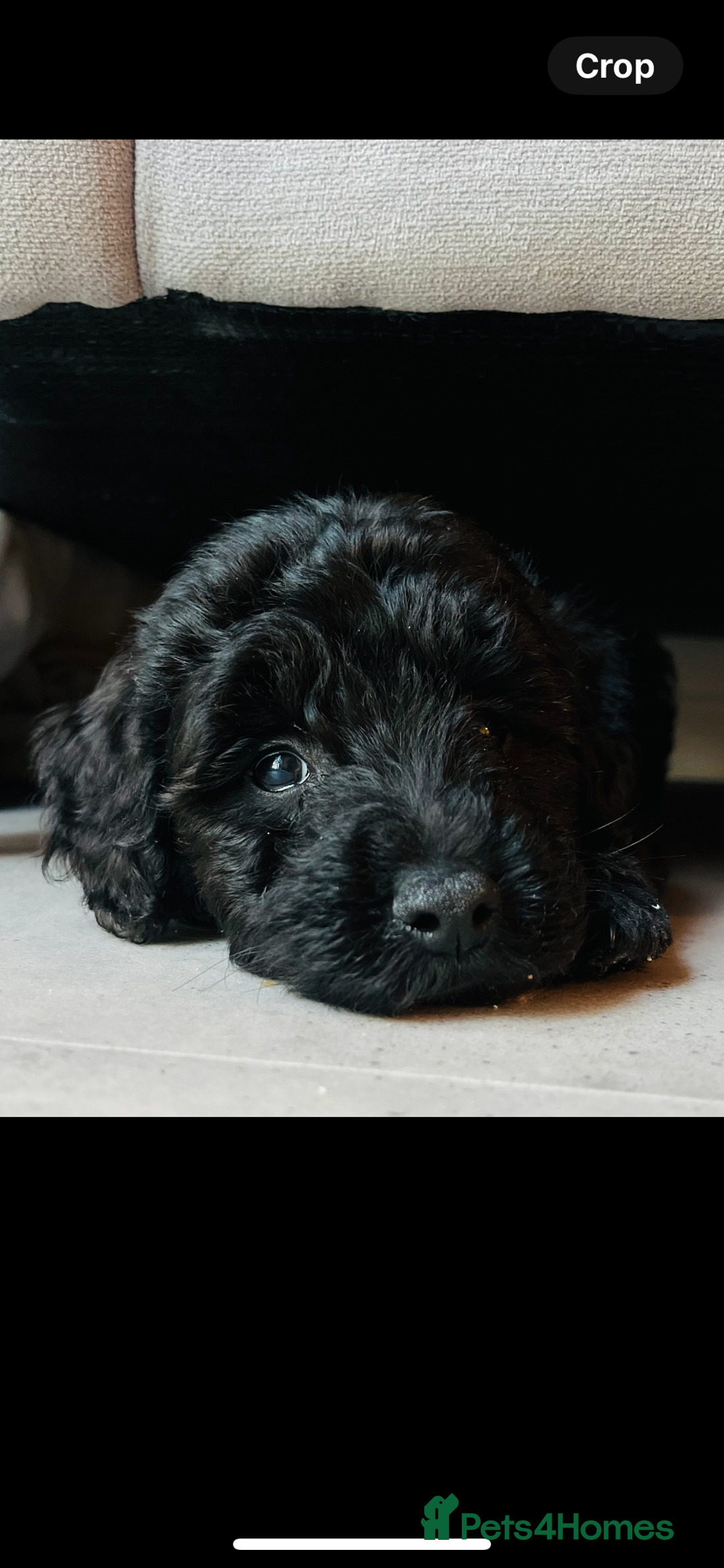 Pomapoo dogs for sale: Poodle X Pomeranian - Image 3
