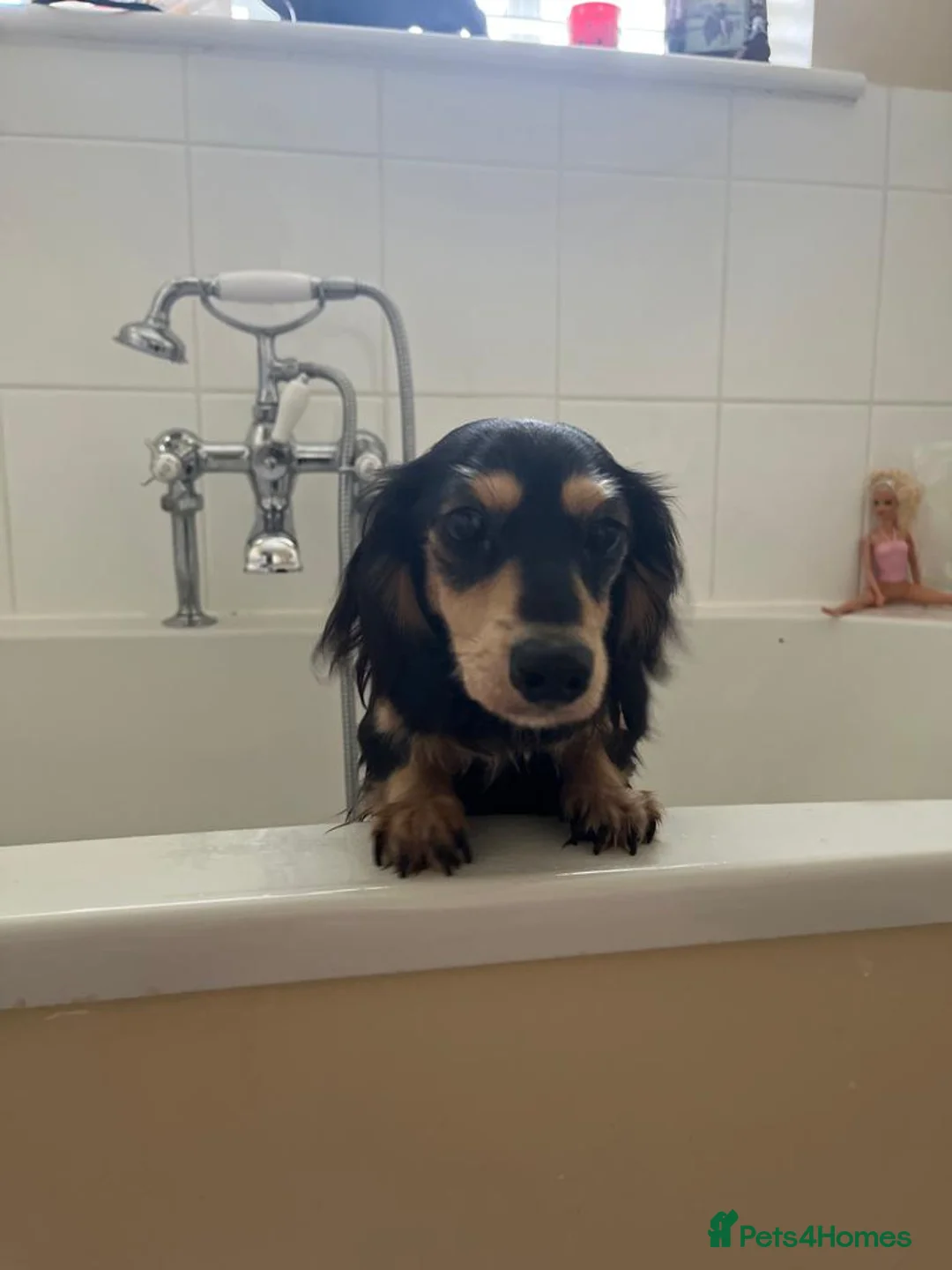 Miniature Dachshund dogs for sale: Little sausages with big characters  - Advert 7