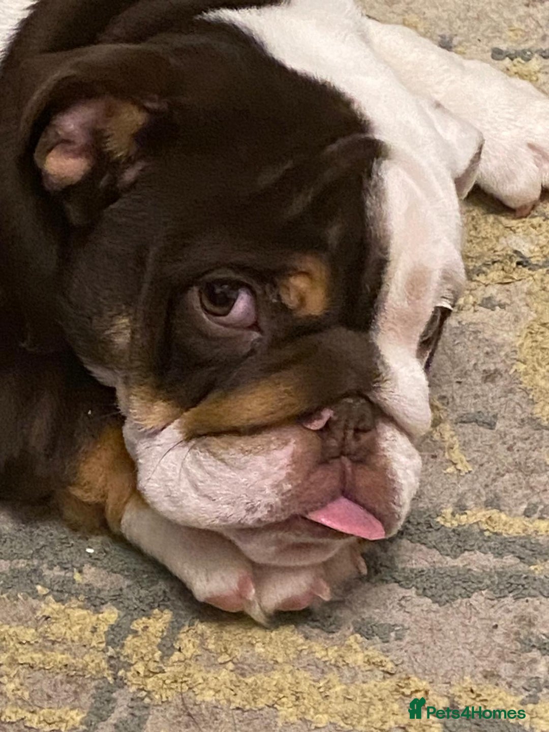 English Bulldog dogs for sale: English bulldog KC registered 16 months old - Advert 5