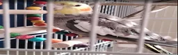 Cockatiels birds for sale: Cockatiels with large indoor/outdoor Cage for Sale in London - Advert 5