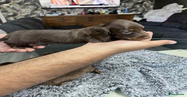 Miniature Dachshund dogs - Advert 7