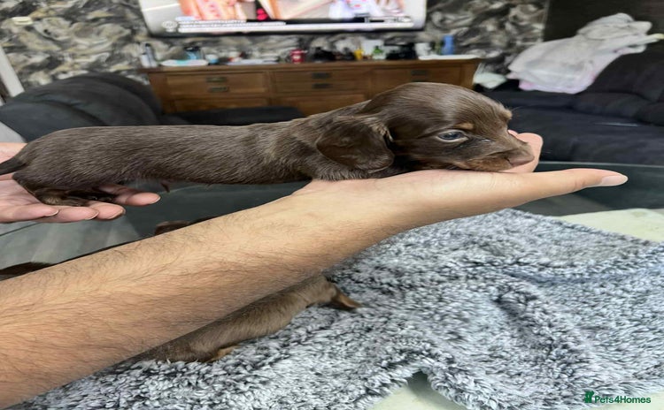 Miniature Dachshund dogs - Advert 1