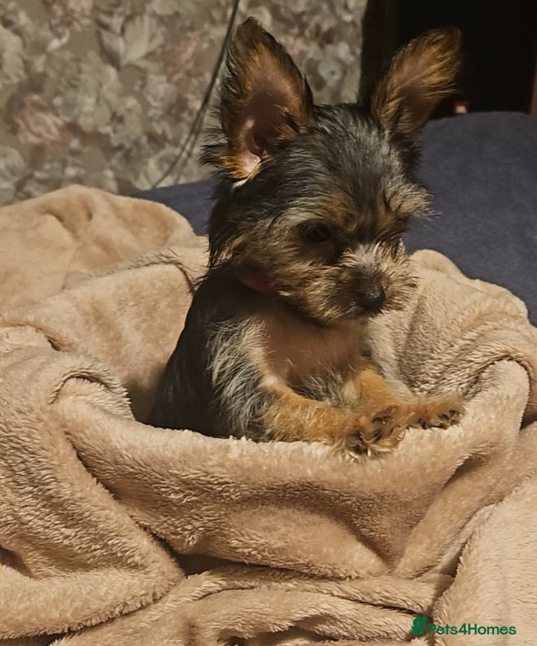 Yorkshire Terrier dogs for sale: Mini Yorkshire terrier  - Image 1