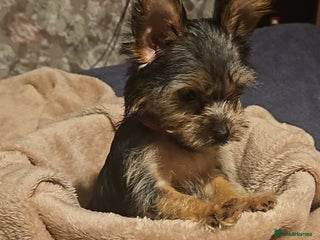 Yorkshire Terrier dogs for sale - Advert 1