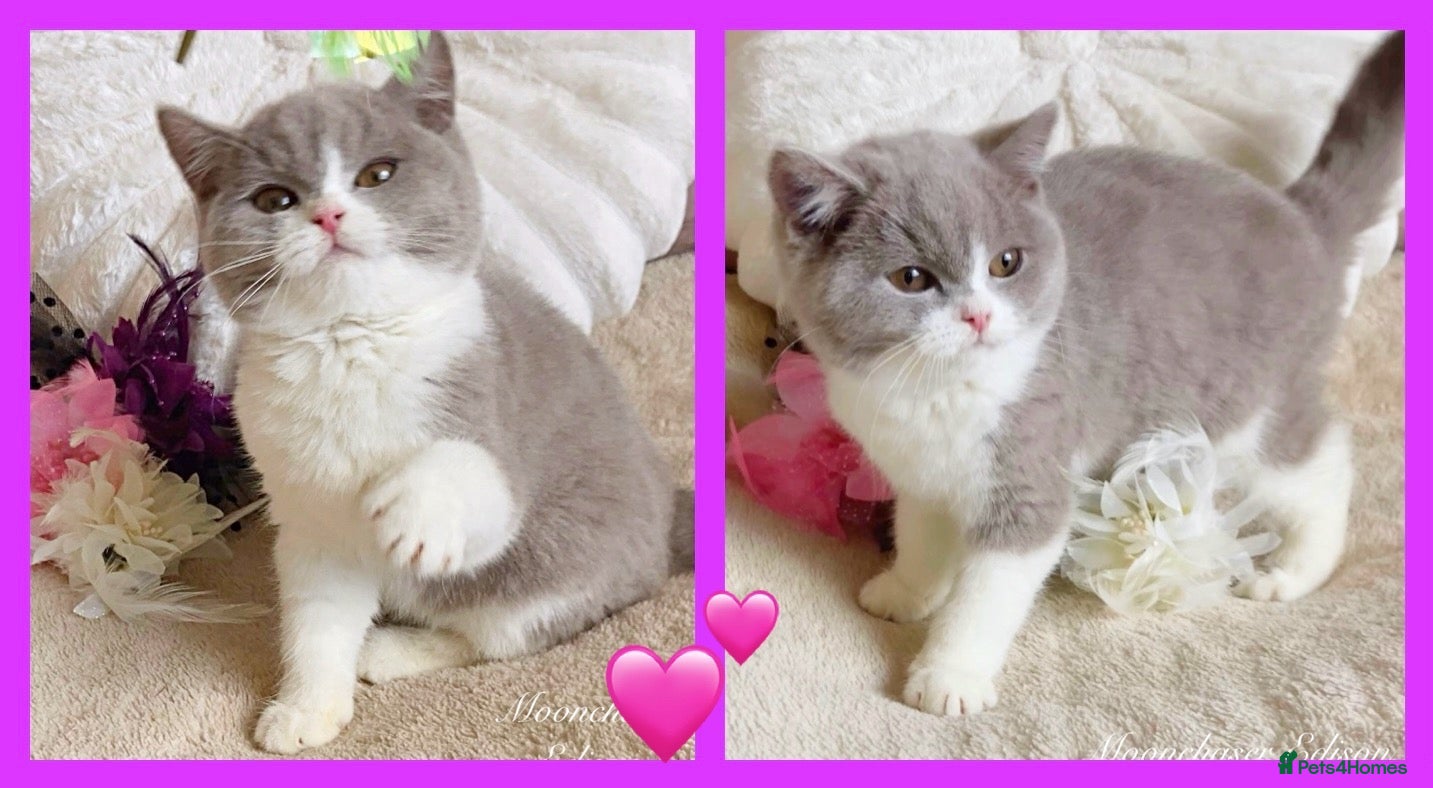 British Shorthair cats for sale: Gorgeous British Shorthairs Registered - Advert 2