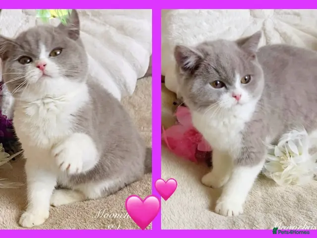 British Shorthair cats for sale: Gorgeous British Shorthairs Registered - Advert 2