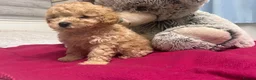 Miniature Poodle dogs for sale: 🐾 Adorable  Poodle Puppies for Sale! 🐾 - Advert 6