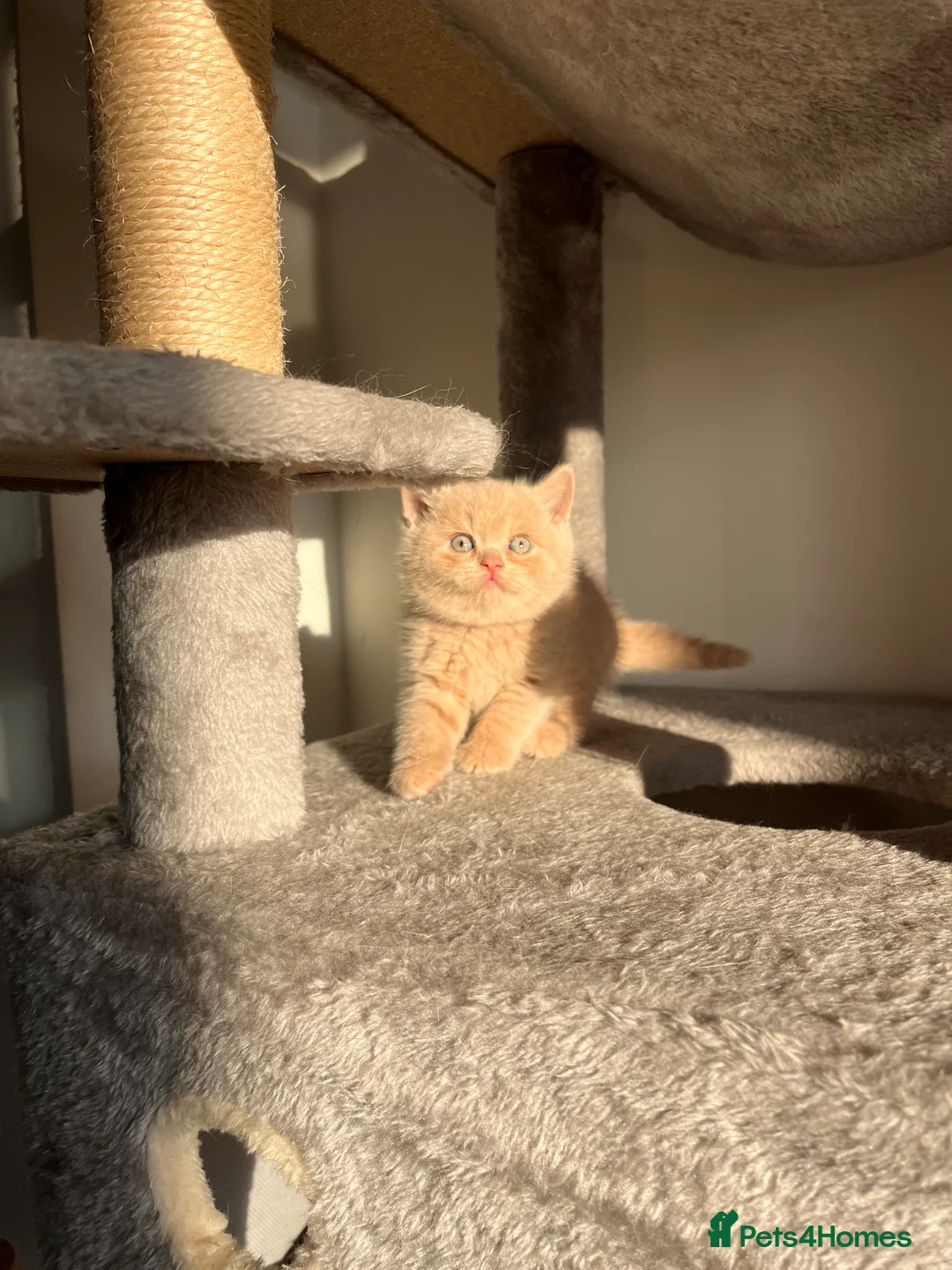British Shorthair cats for sale: Unique British Shorthair Kittens 🐈✨ - Advert 11