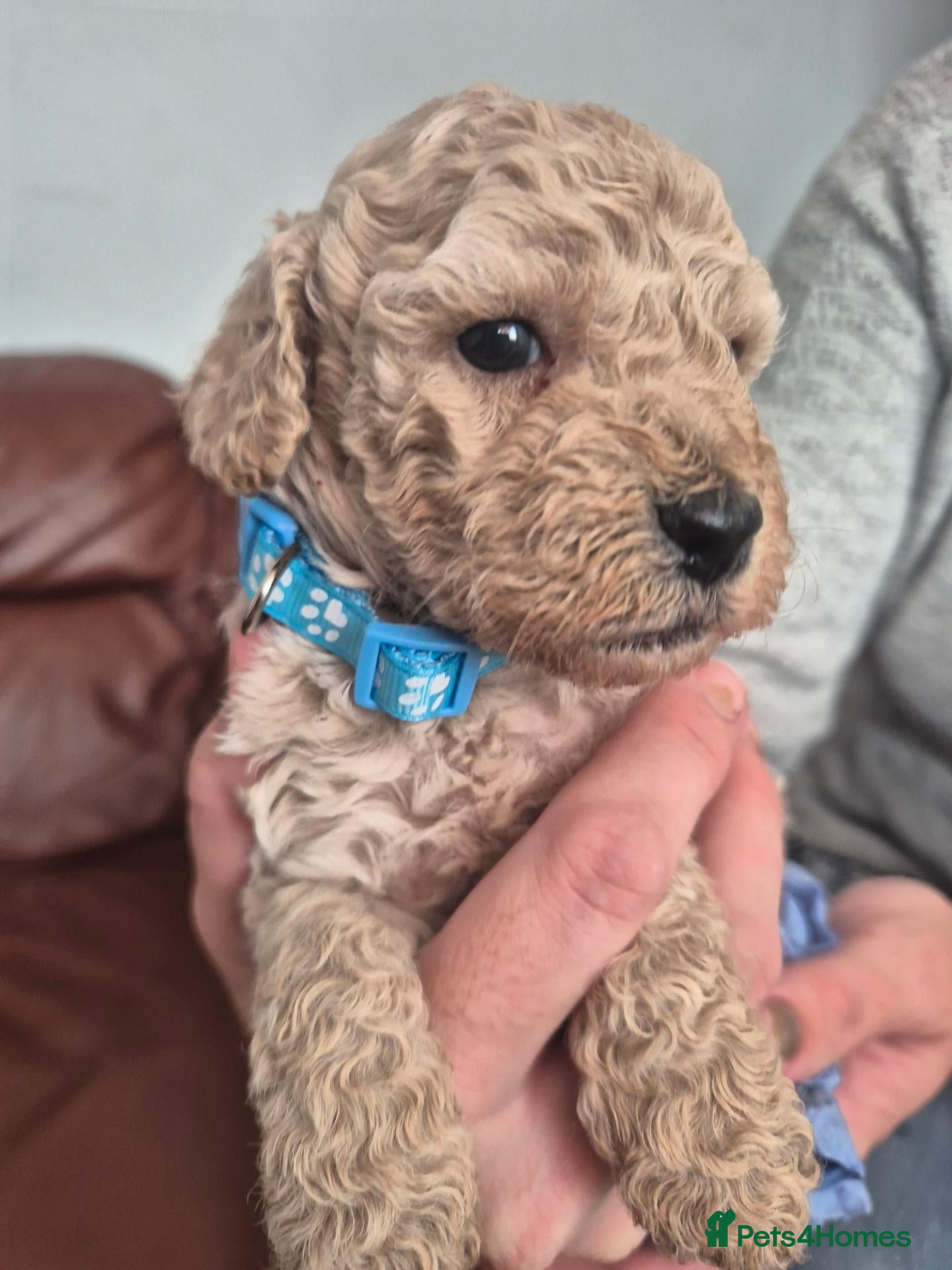 Cockapoo dogs Minature Cockerpoo Pups - Advert 1