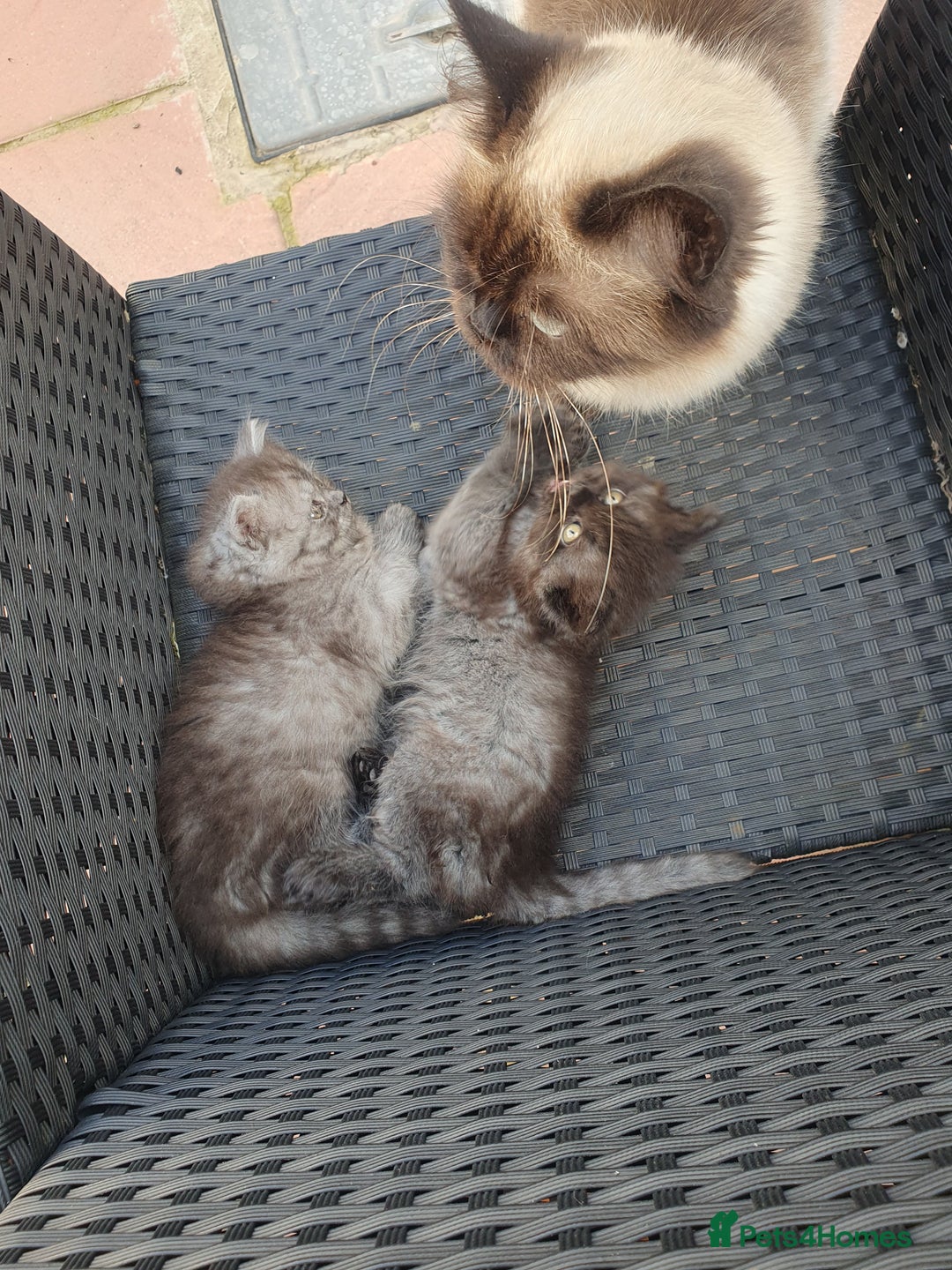 Mixed Breed cats for sale: Beautiful male kitten  - Image 6