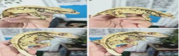 Gecko reptiles for sale: Various crested geckos  - Advert 2
