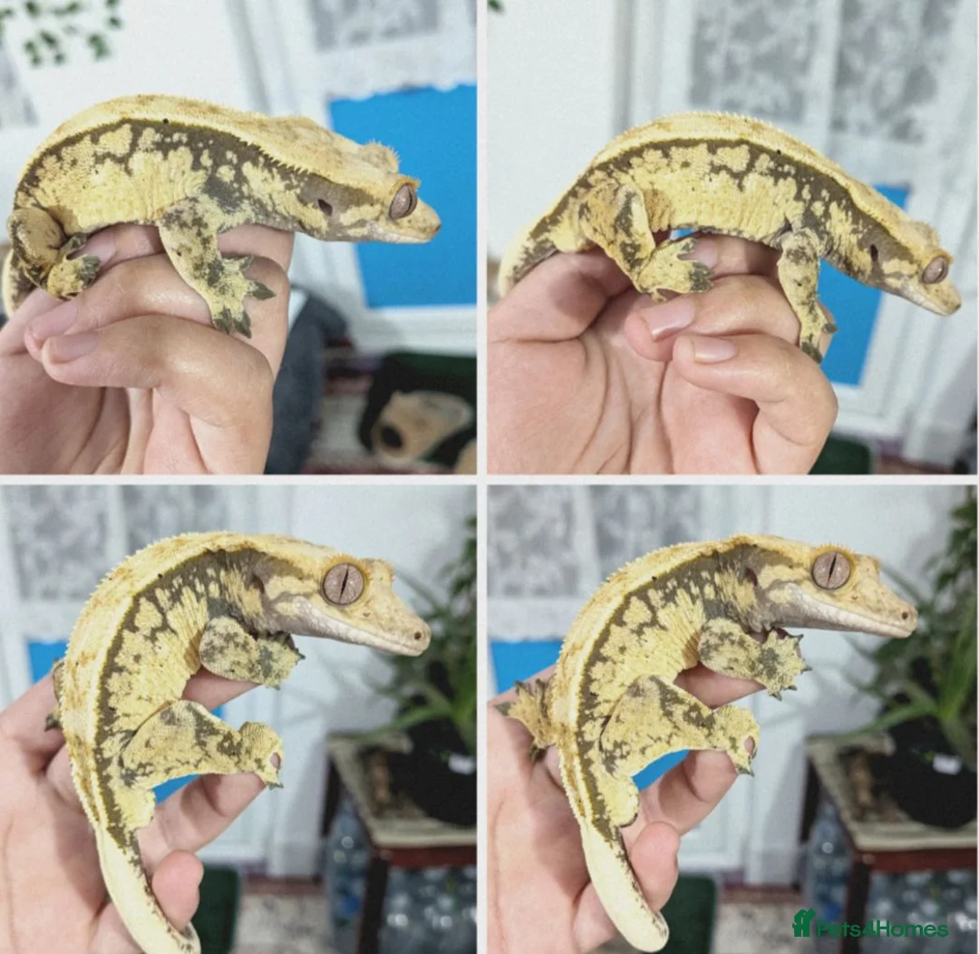 Gecko reptiles for sale: Various crested geckos  - Advert 2