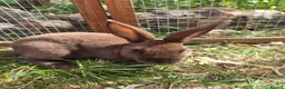 Rex rabbits for sale: Mini rex  - Advert 22