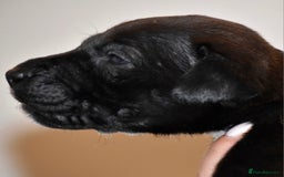 Belgian Shepherd Dog dogs for sale: Exceptional Herders from World-Class Lines - Image 25