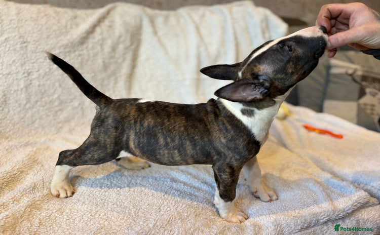 Bull Terrier dogs 💥 ENGLISH BULL TERRIERS   💥 - Advert 2