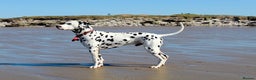 Dalmatian dogs for stud: WINNER AT CRUFTS 2020 PROVEN AND HEALTH TESTED in Aberdare - Advert 3