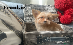 Yorkshire Terrier dogs for sale: Adorable Golddust Yorkshire Terrier Puppies - Image 4