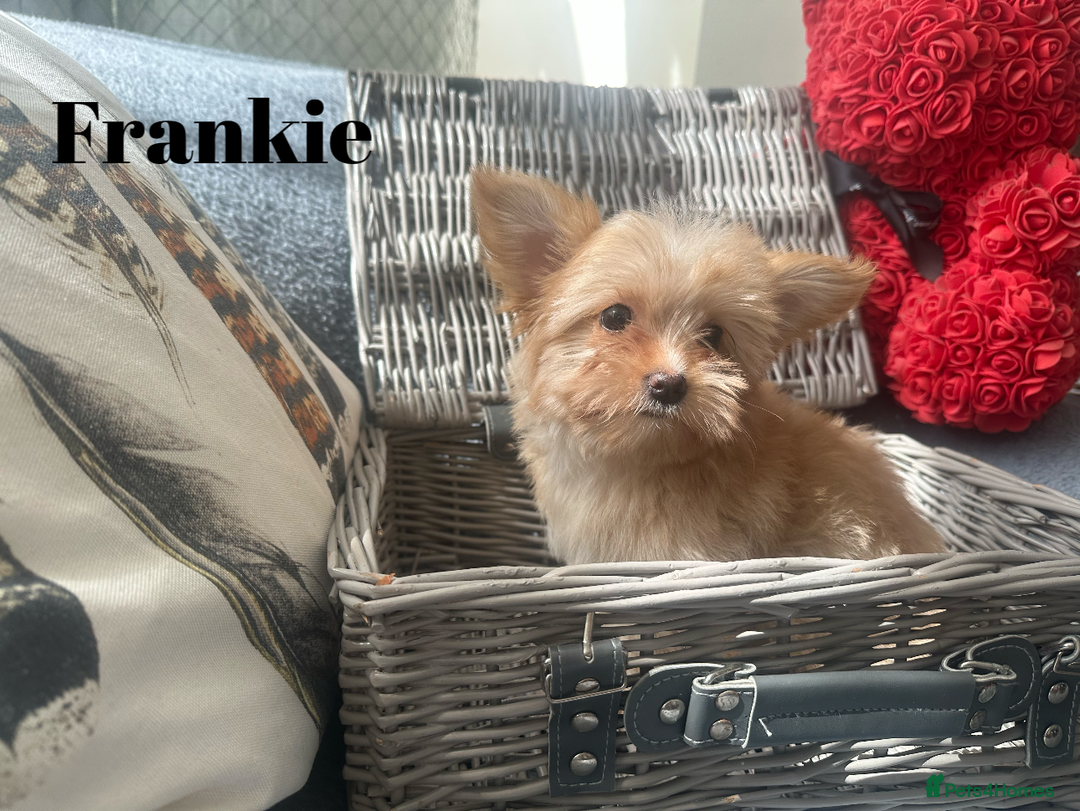 Yorkshire Terrier dogs for sale: Adorable Golddust Yorkshire Terrier Puppies - Image 4