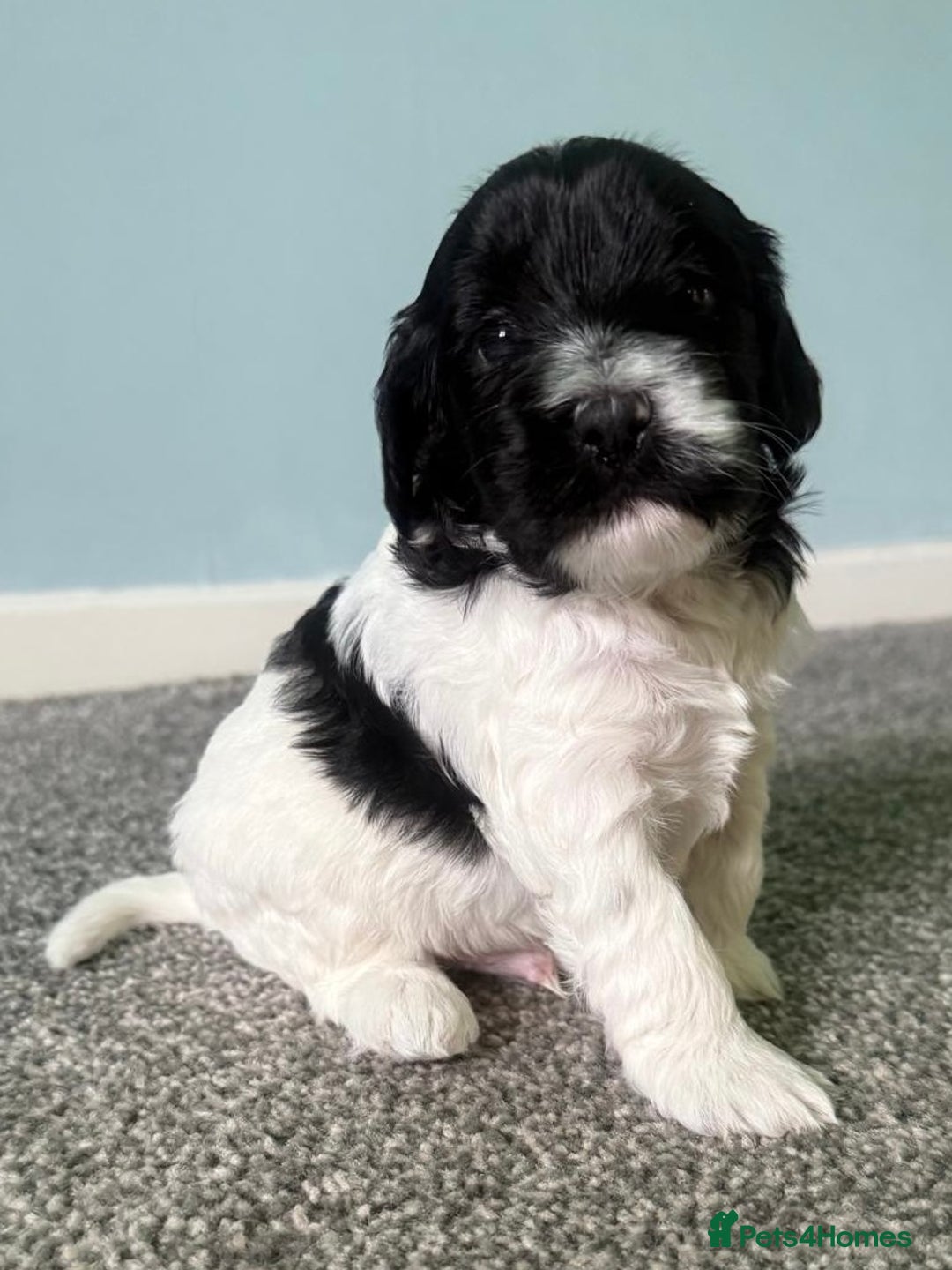 Cockapoo dogs for sale: Cockapoo Puppies Looking For Their Forever Home  - Image 4