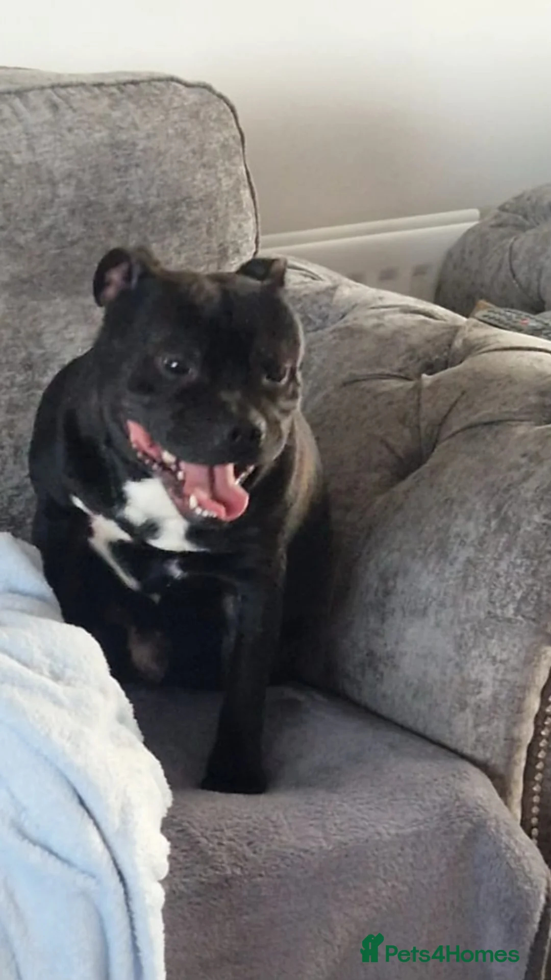 Staffordshire Bull Terrier dogs for stud: Arther - Advert 13