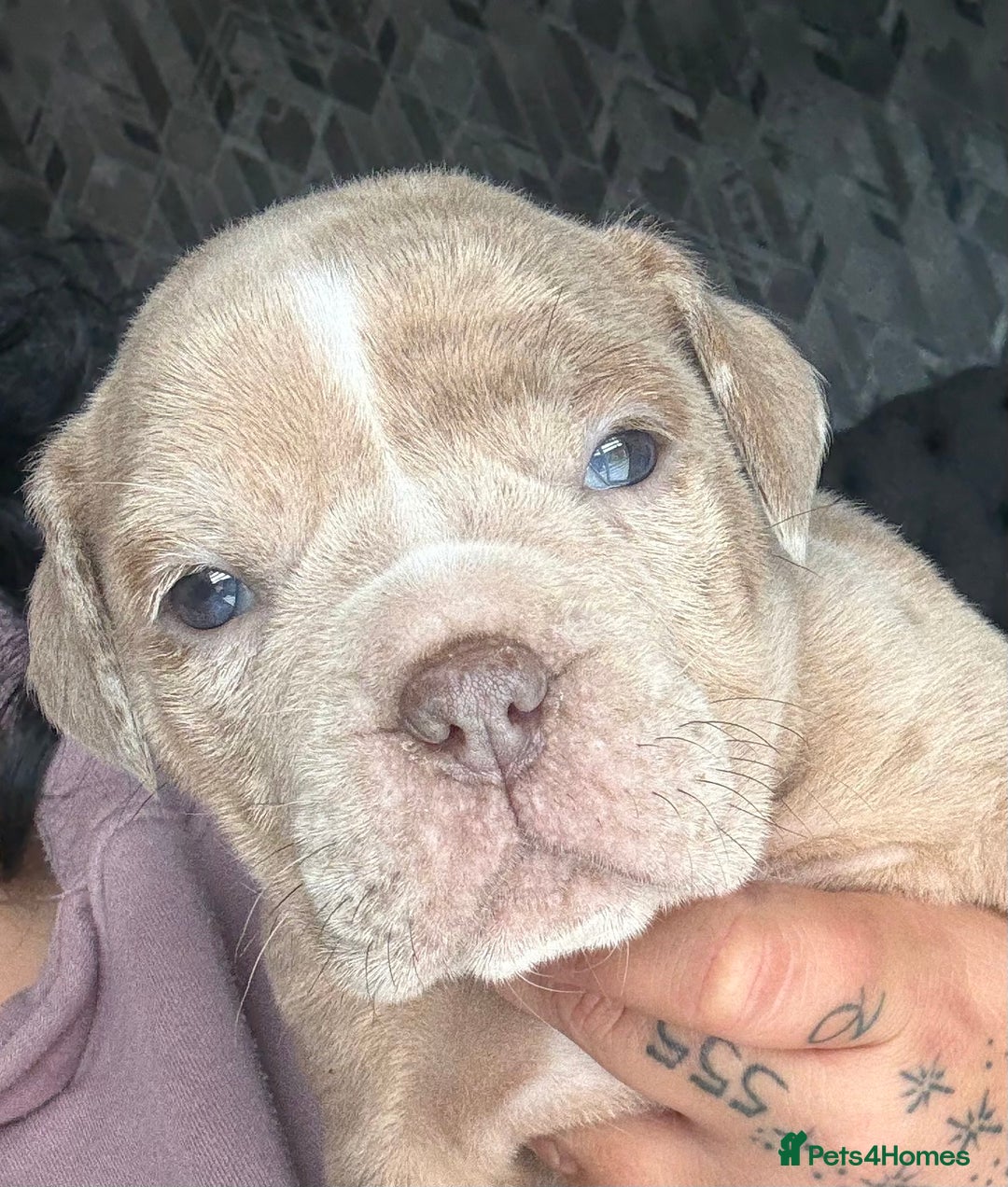Olde English Bulldogge dogs for sale: Stunning Old English Bulldog Pups NEBBR Registered - Image 6