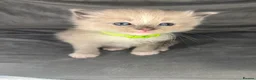 Ragdoll cats for sale: Beautiful mink ragdoll kittens  - Advert 16