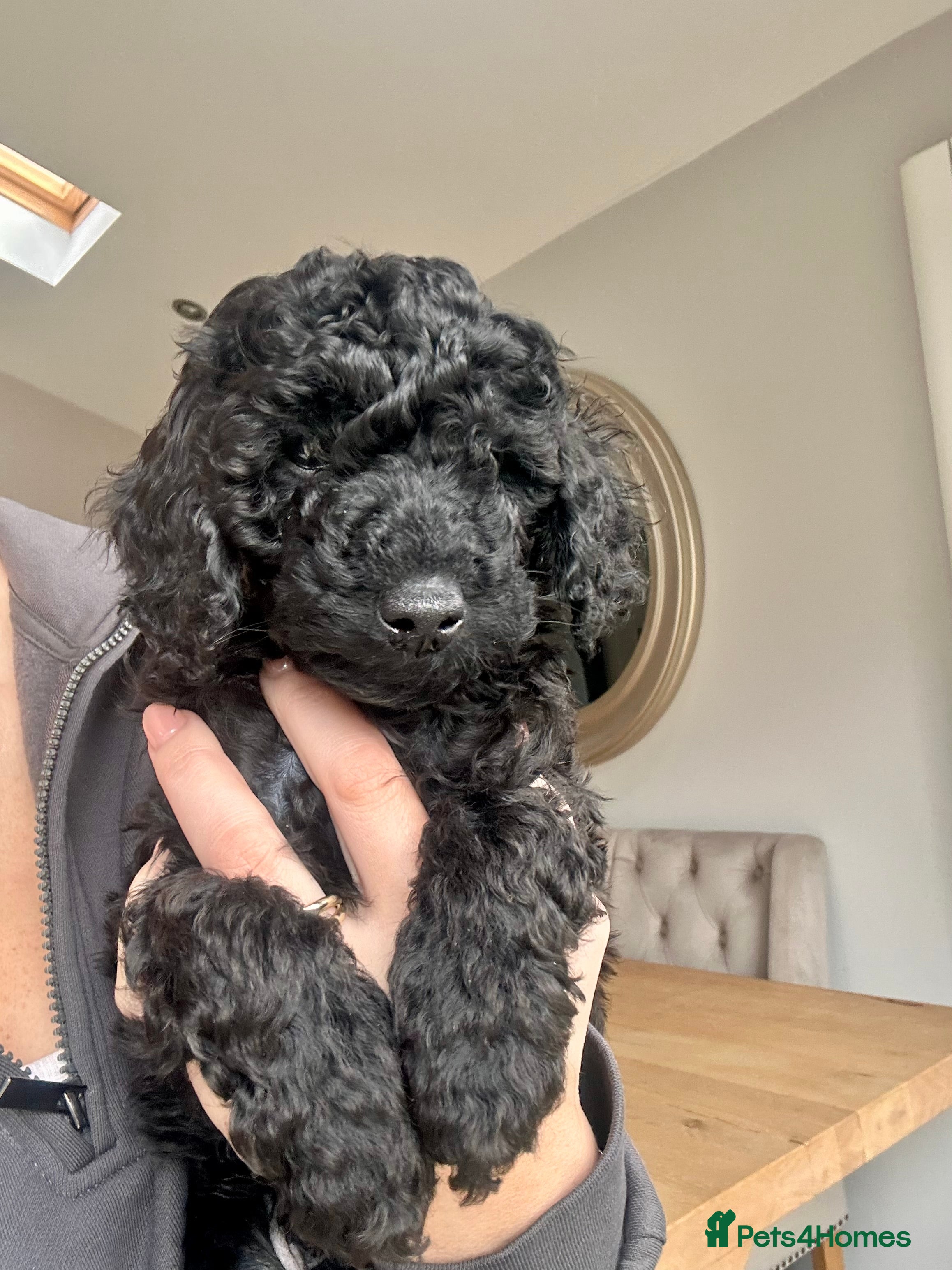 Miniature Poodle dogs Beautiful Miniature Poodles ** 1 now available  - Advert 14