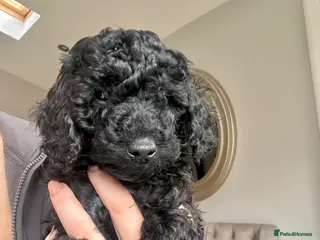 Miniature Poodle dogs Beautiful Miniature Poodles ** 1 now available - Advert 14
