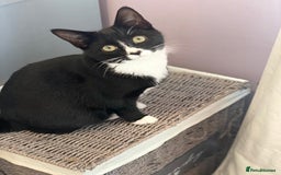 American Shorthair cats for sale: Ozzie and Lillie  - Advert 3