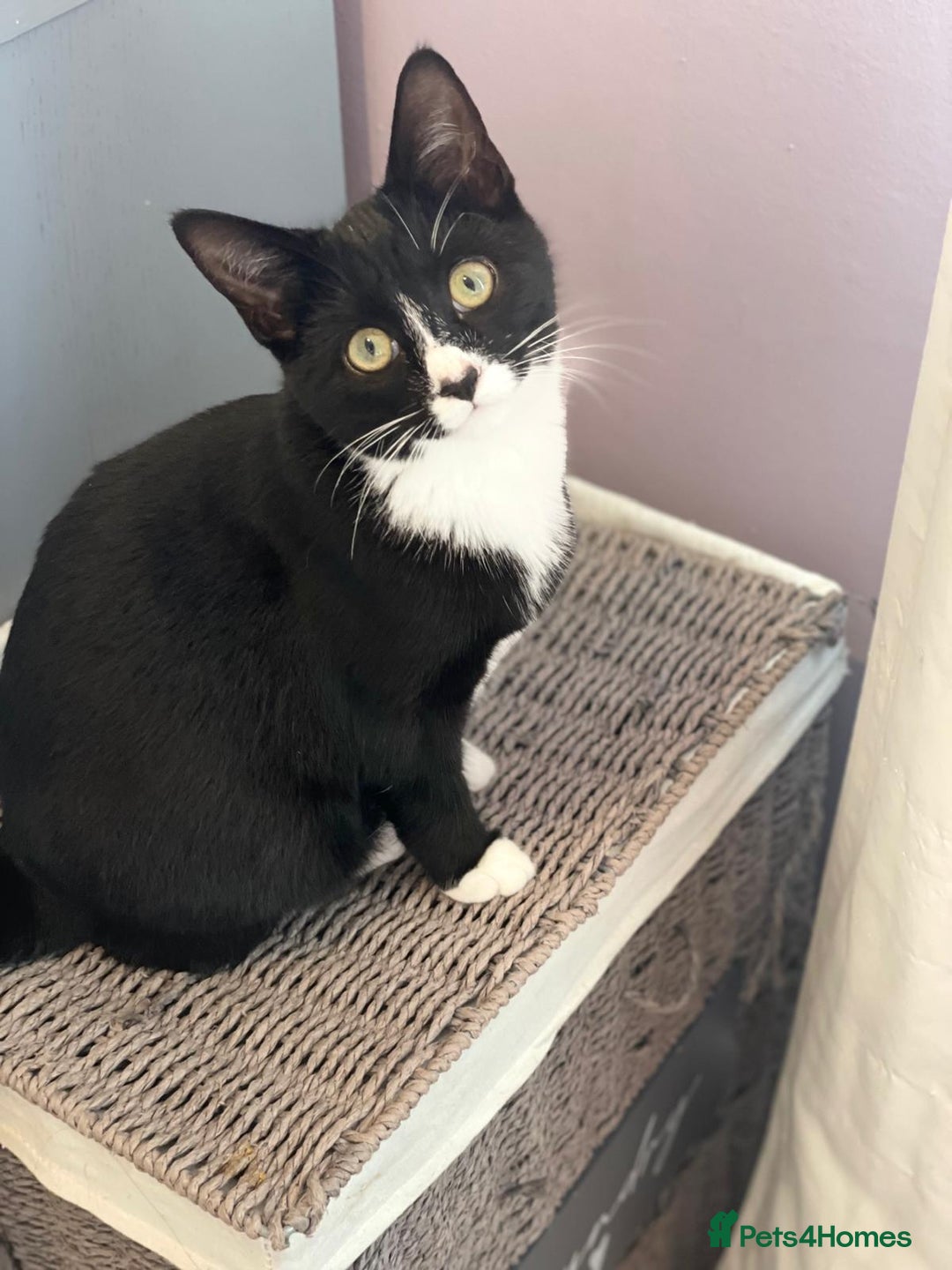 American Shorthair cats for sale: Ozzie and Lillie  - Advert 3