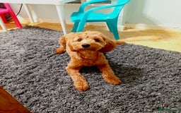 Cavapoo dogs for sale: Gorgeous Red F1B cavapoo female  - Image 3