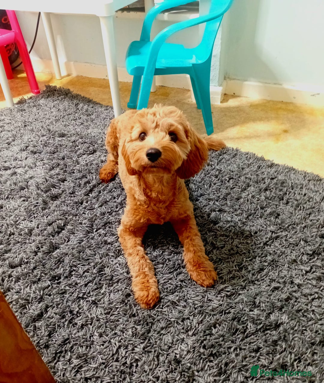 Cavapoo dogs for sale: Gorgeous Red F1B cavapoo female  - Image 3