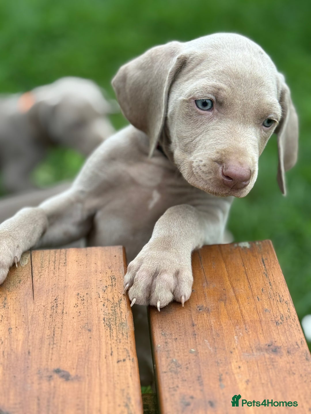 Weimaraner dogs for sale:  Ready next week✨1 Boy & last few Girls Available✨ - Image 30