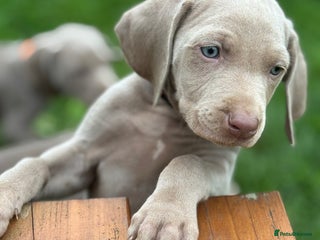 Weimaraner dogs - Advert 5