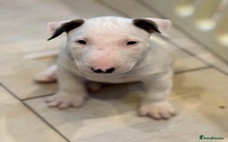 Bull Terrier dogs for sale: USA & UK Champion Bloodline English bull terriers  in Gateshead - Image 21