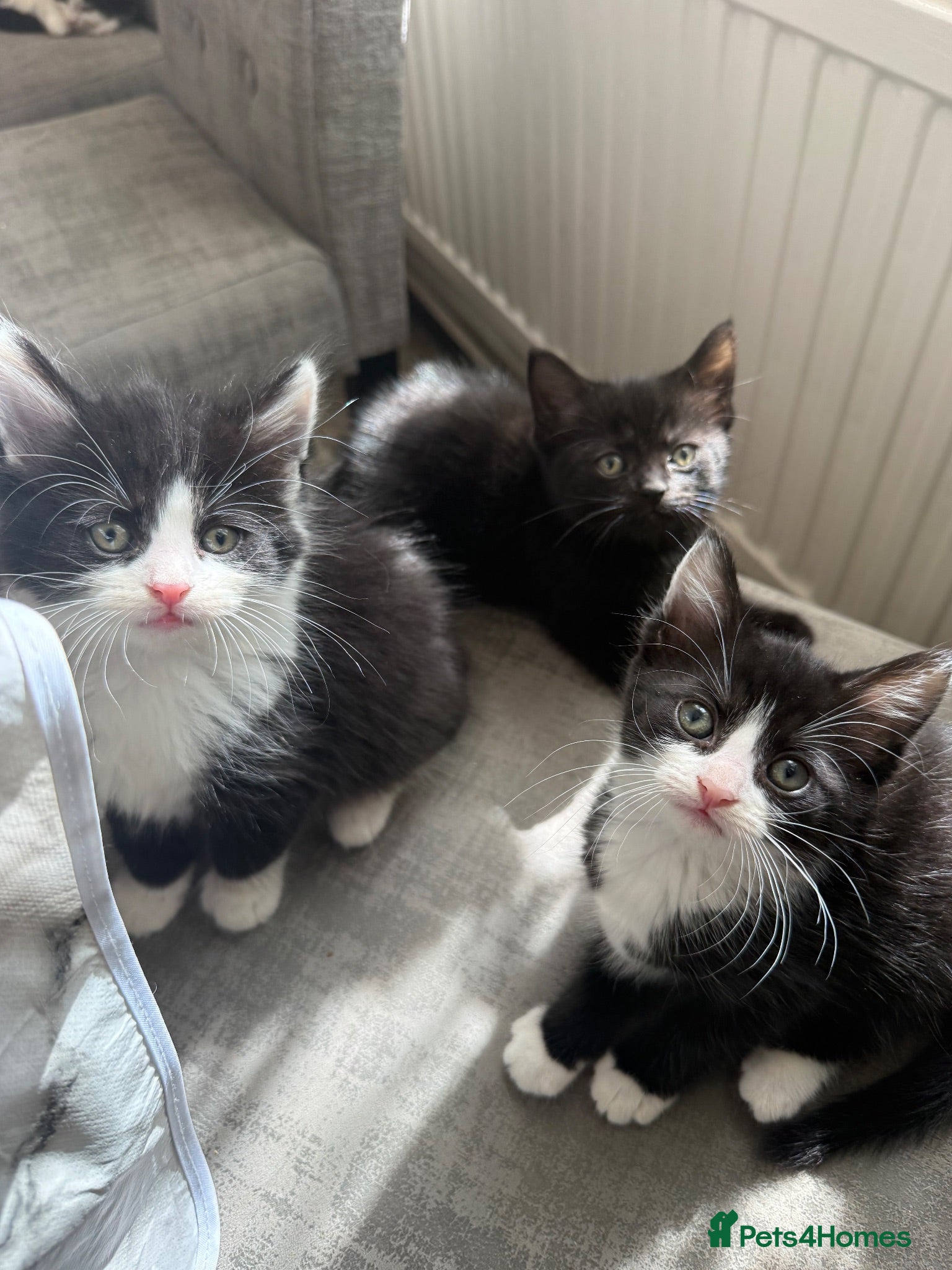 Mixed Breed cats kittens - Advert 11