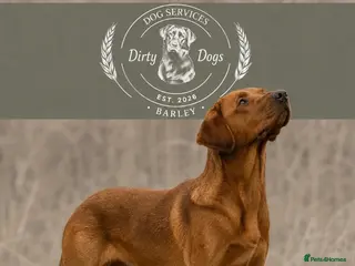 Labrador Retriever dogs BARLEY LABRADOR for stud - Advert 4