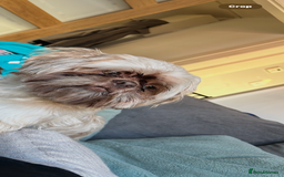 Shih Tzu dogs for sale: 2 year old male shihtzu biscuit  - Image 3