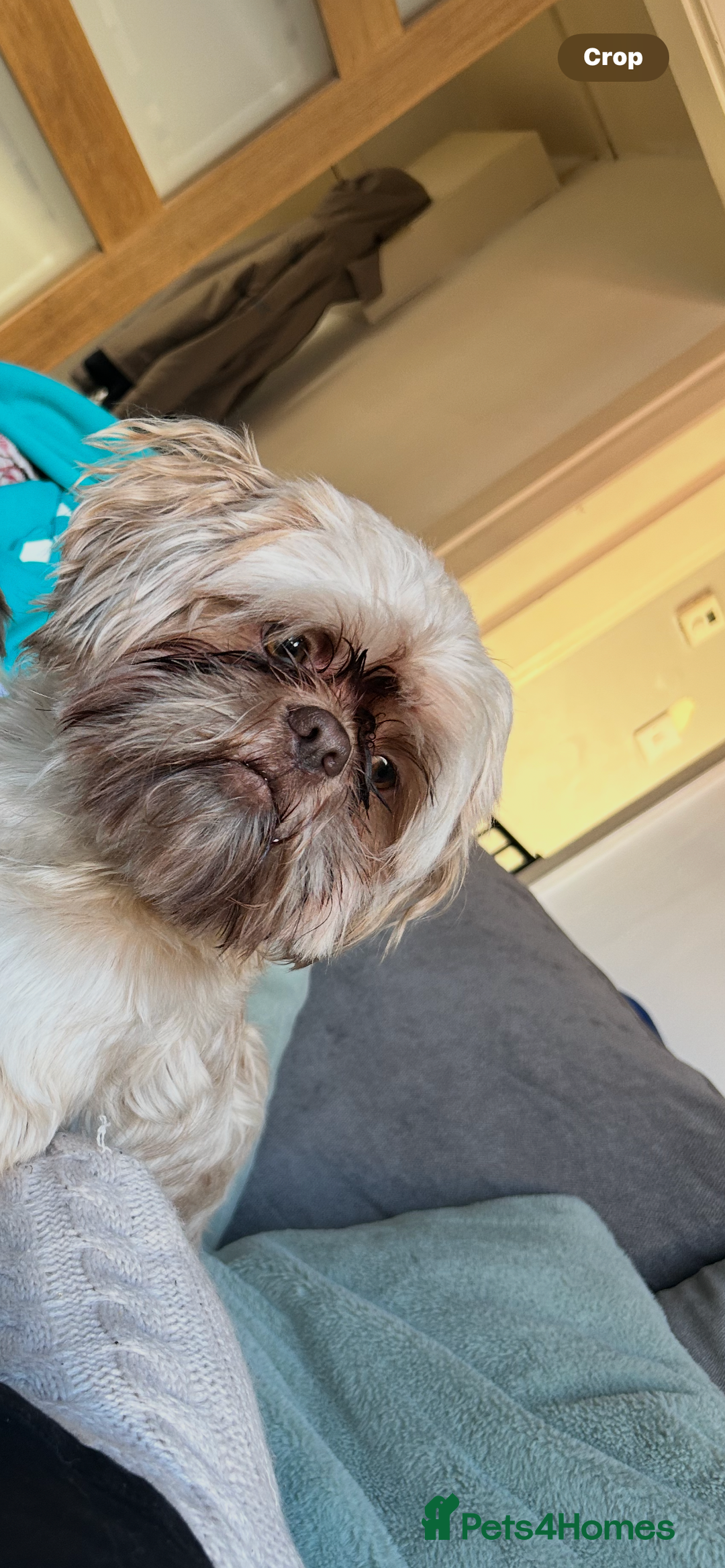 Shih Tzu dogs for sale: 2 year old male shihtzu biscuit  - Image 3