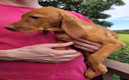 Hungarian Vizsla dogs for sale: Exceptional Vizsla Puppies - 5* Licenced Breeder  - Image 26